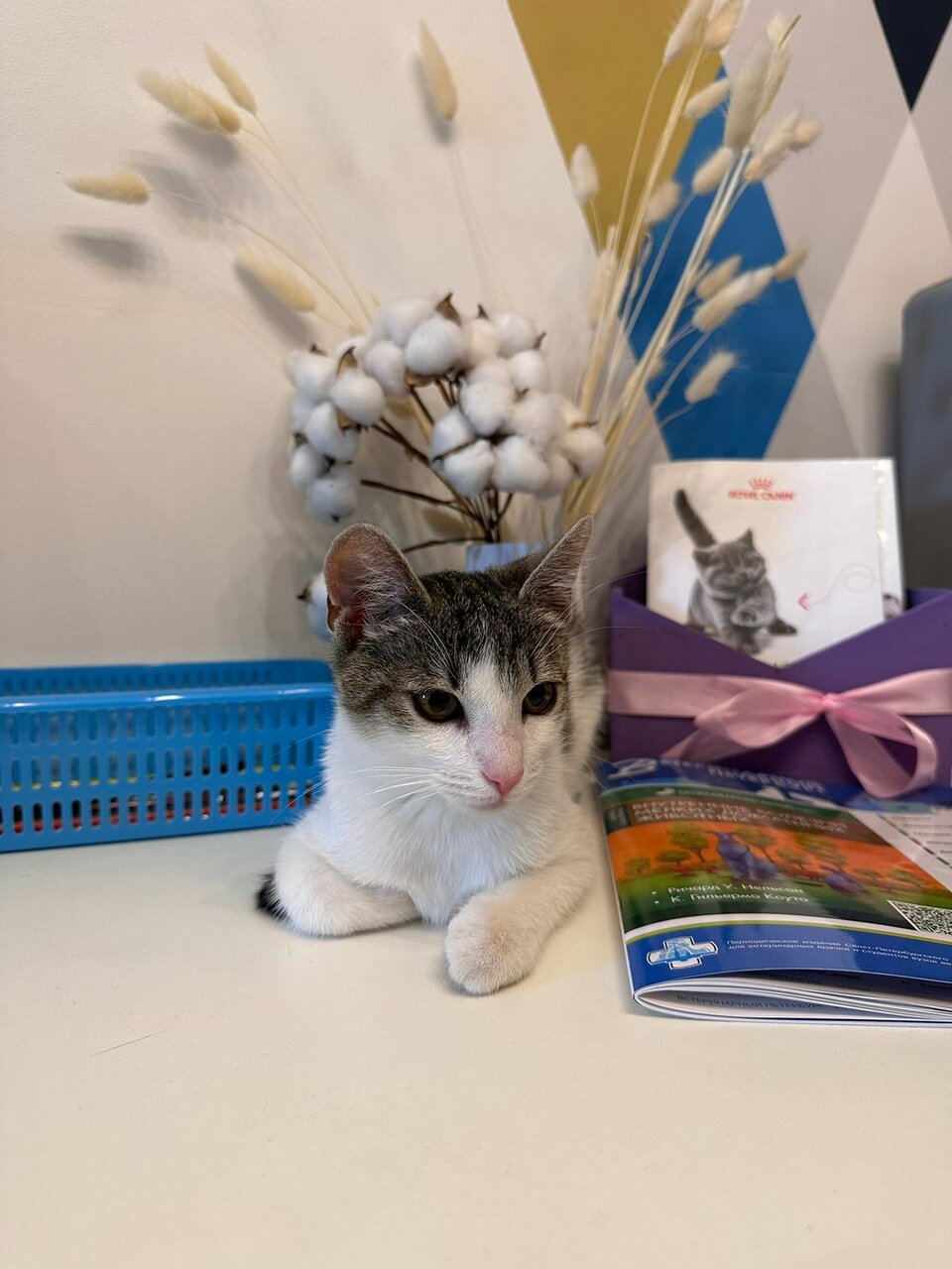 ПульсВет