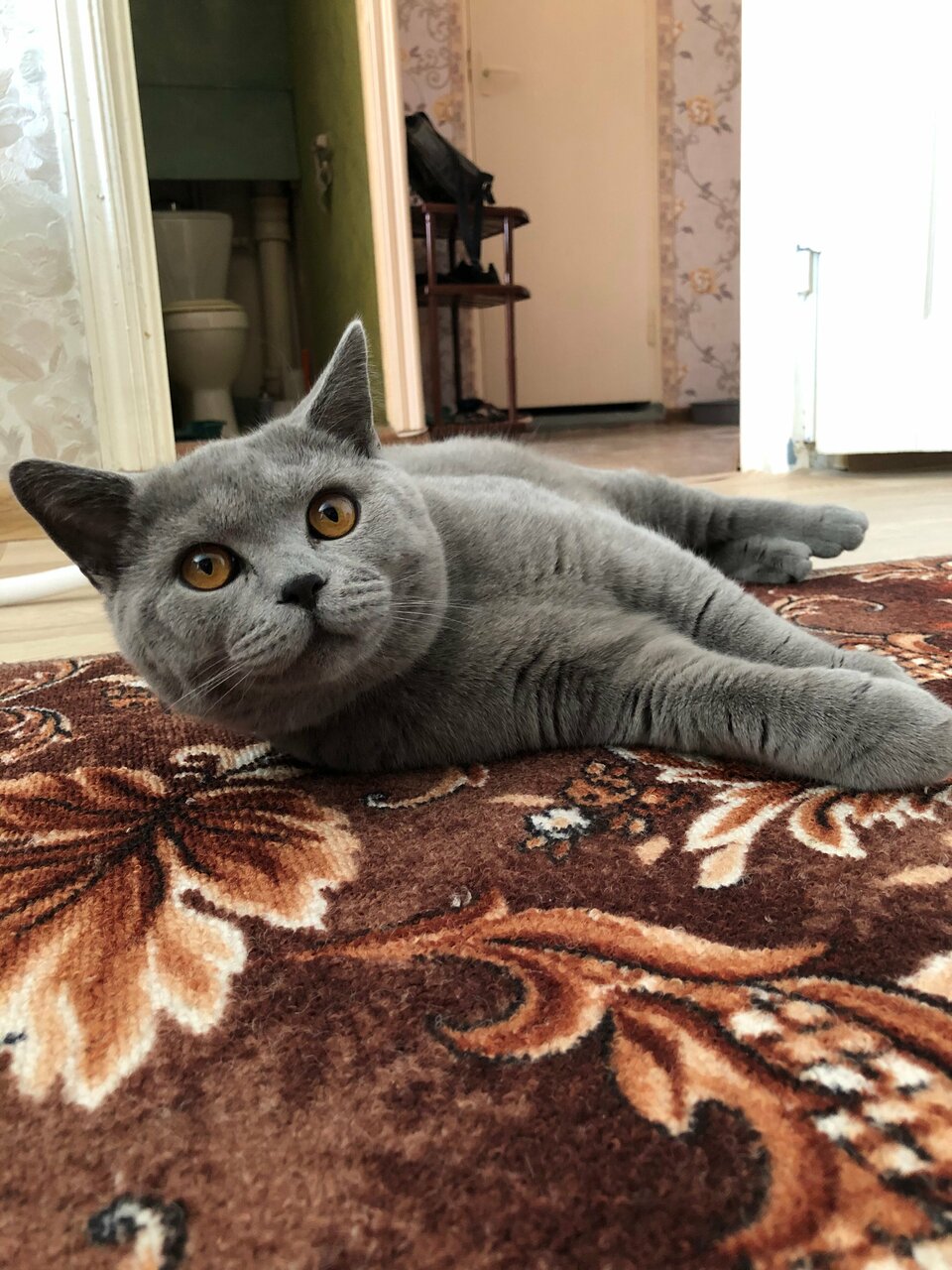 Ветклиника Петергоф — фото 3