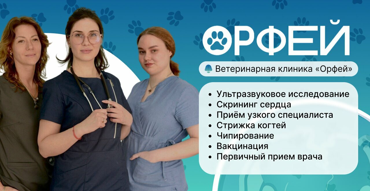 Орфей
