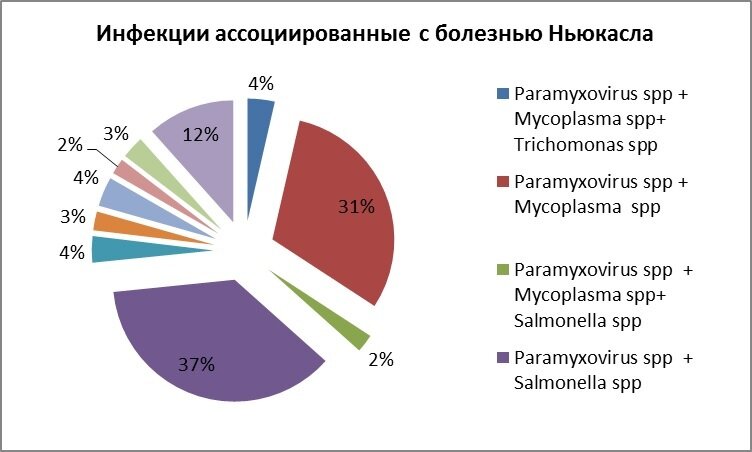 Зелёный попугай — фото 2