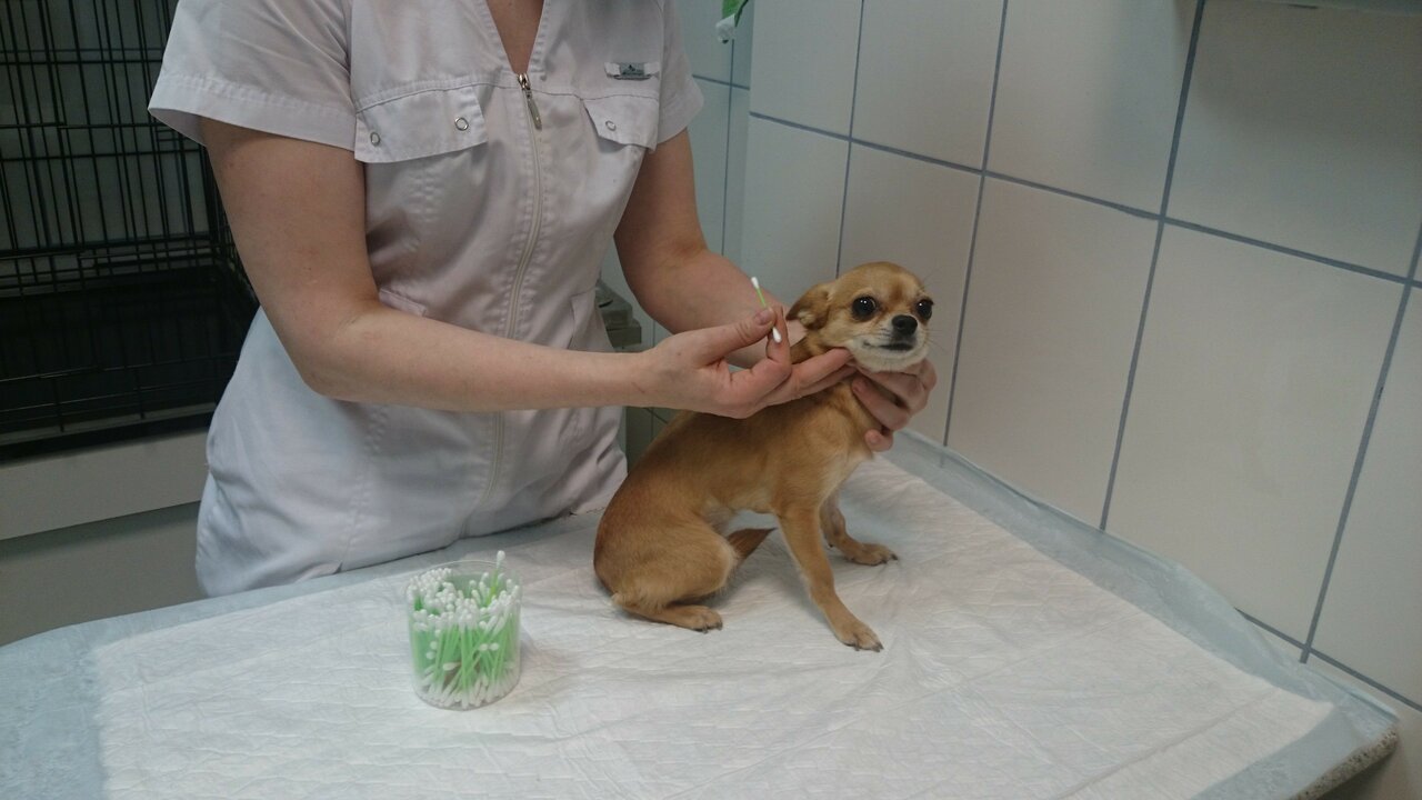 ЛенВет