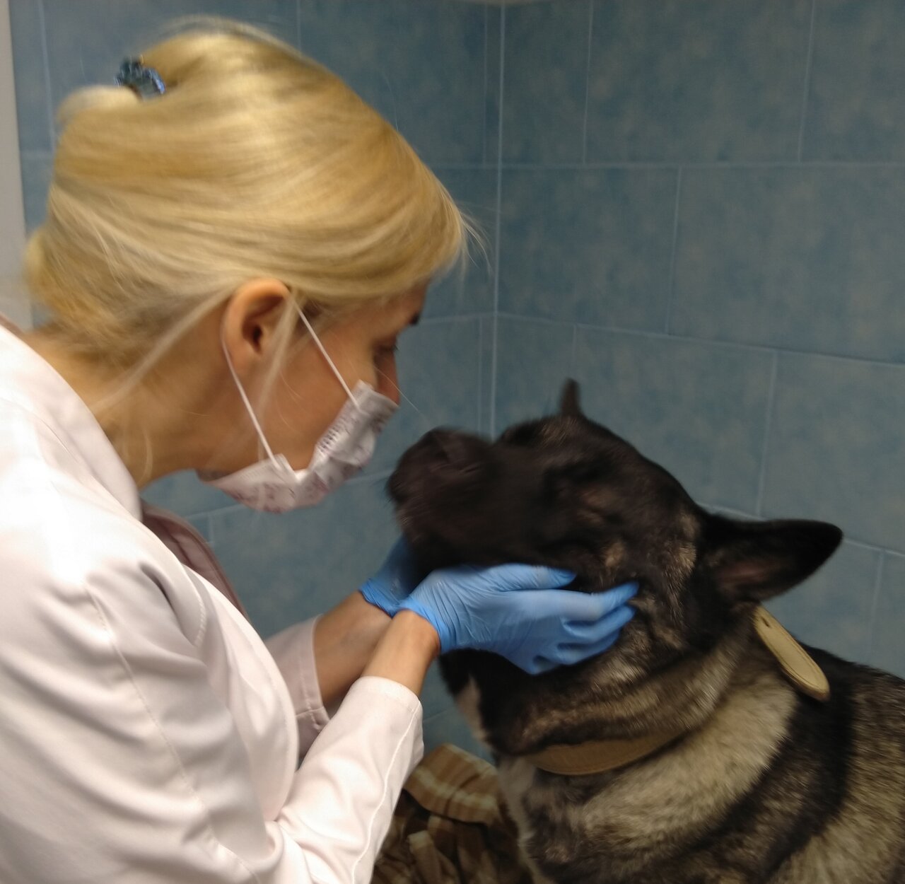 Vet Medicum