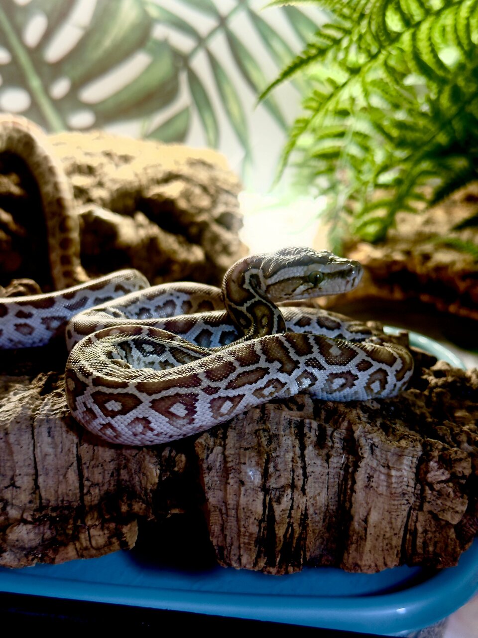 ReptiVetCare — фото 3