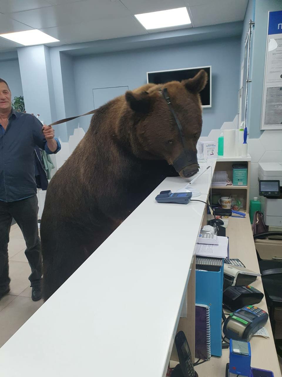 Джунгли