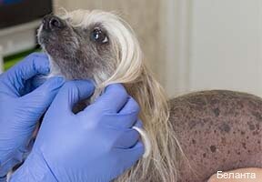 Лоранта — фото 5
