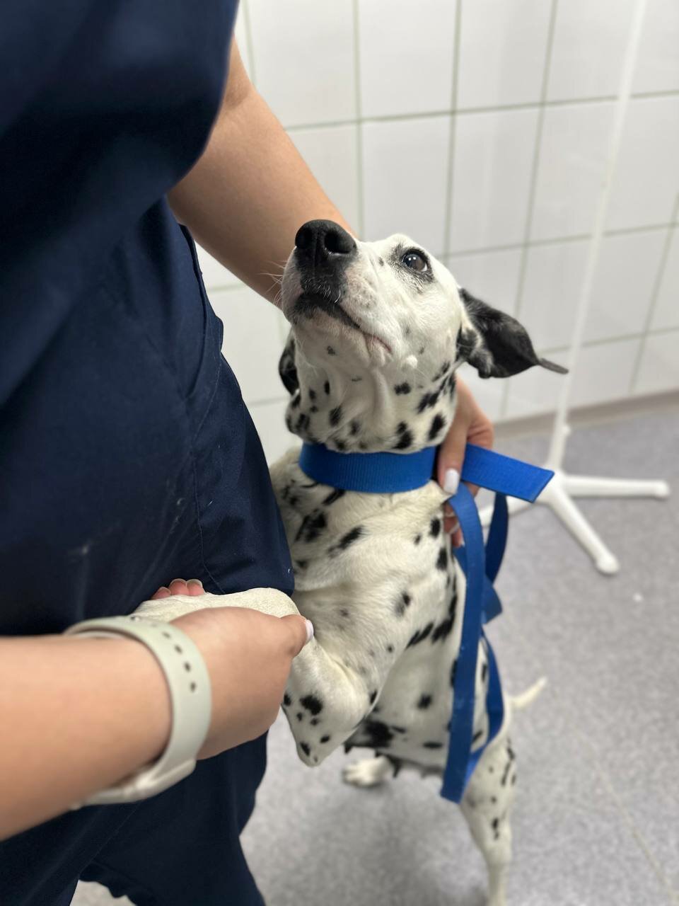 Ветеринарный центр Viki-Vet — фото 3