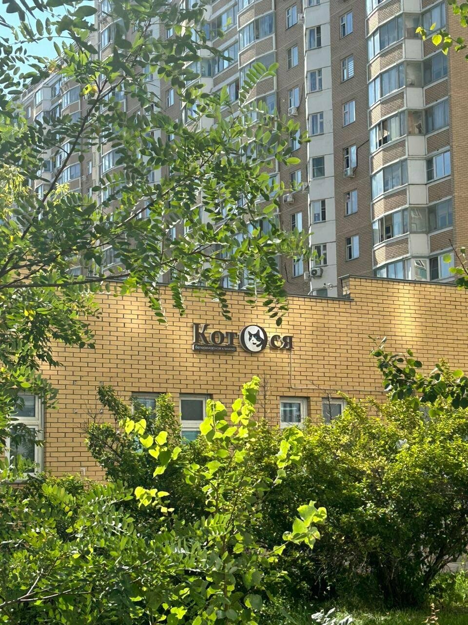 КотОся