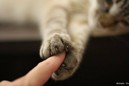 Animals - Vet — фото 3