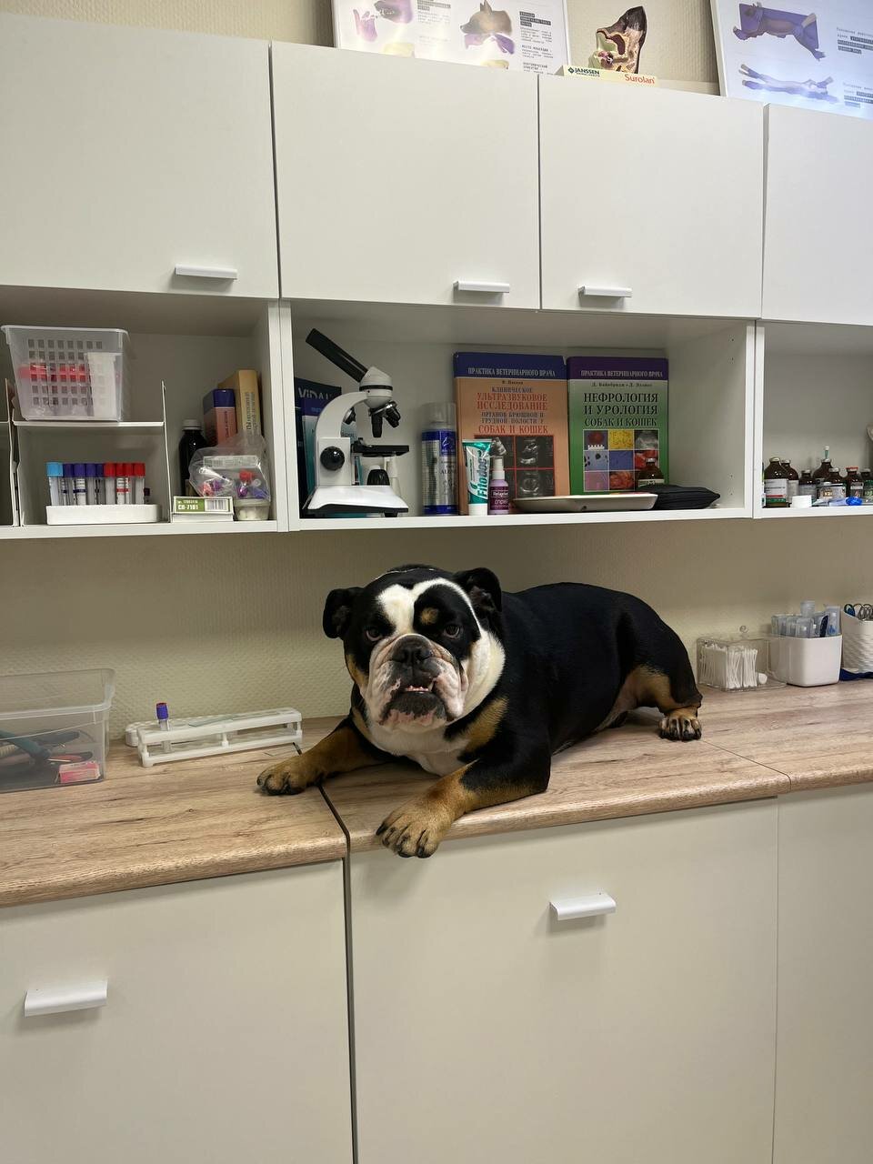 Animals - Vet — фото 2