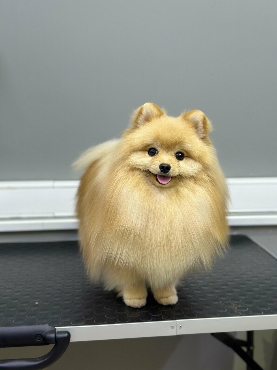 Хатико