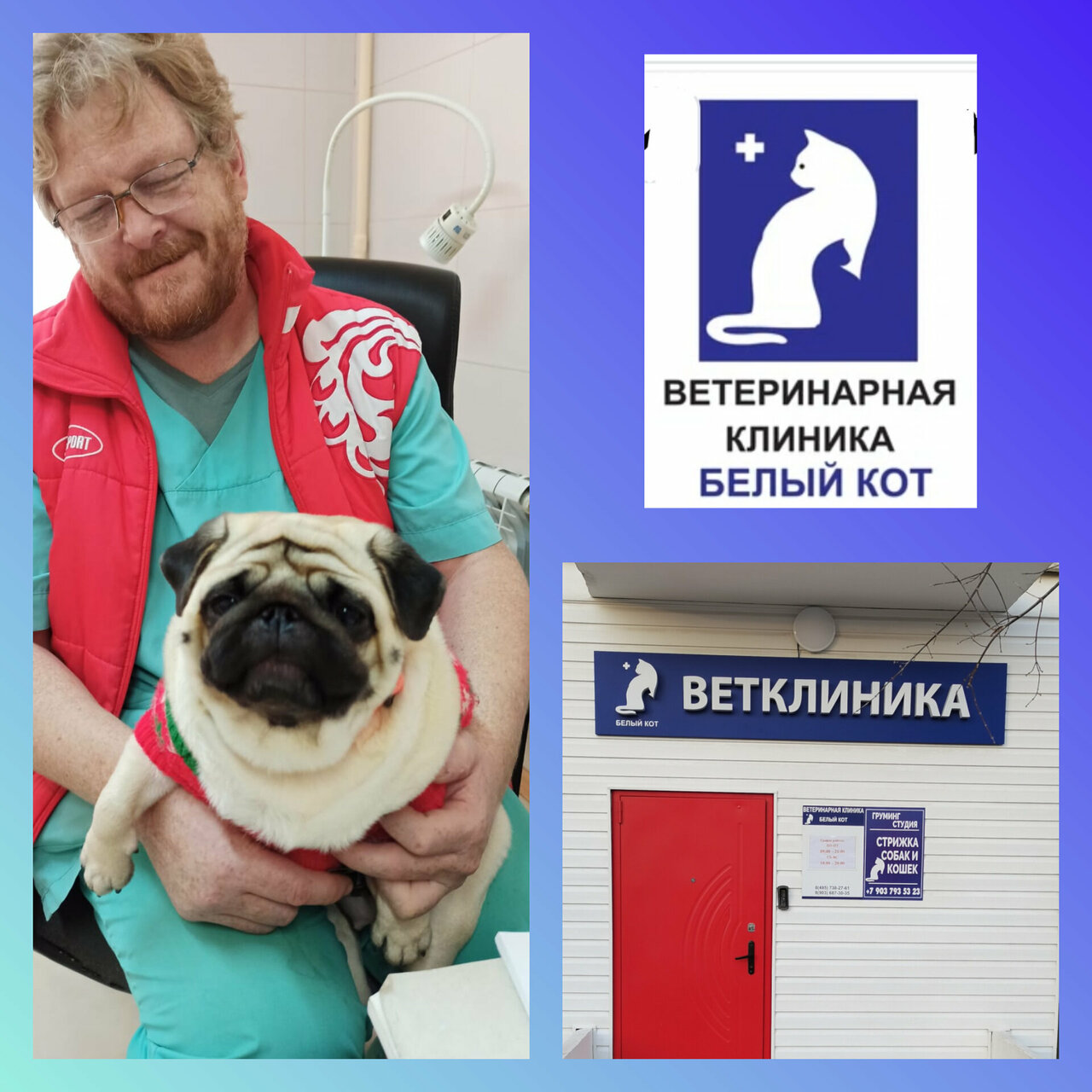 Белый кот