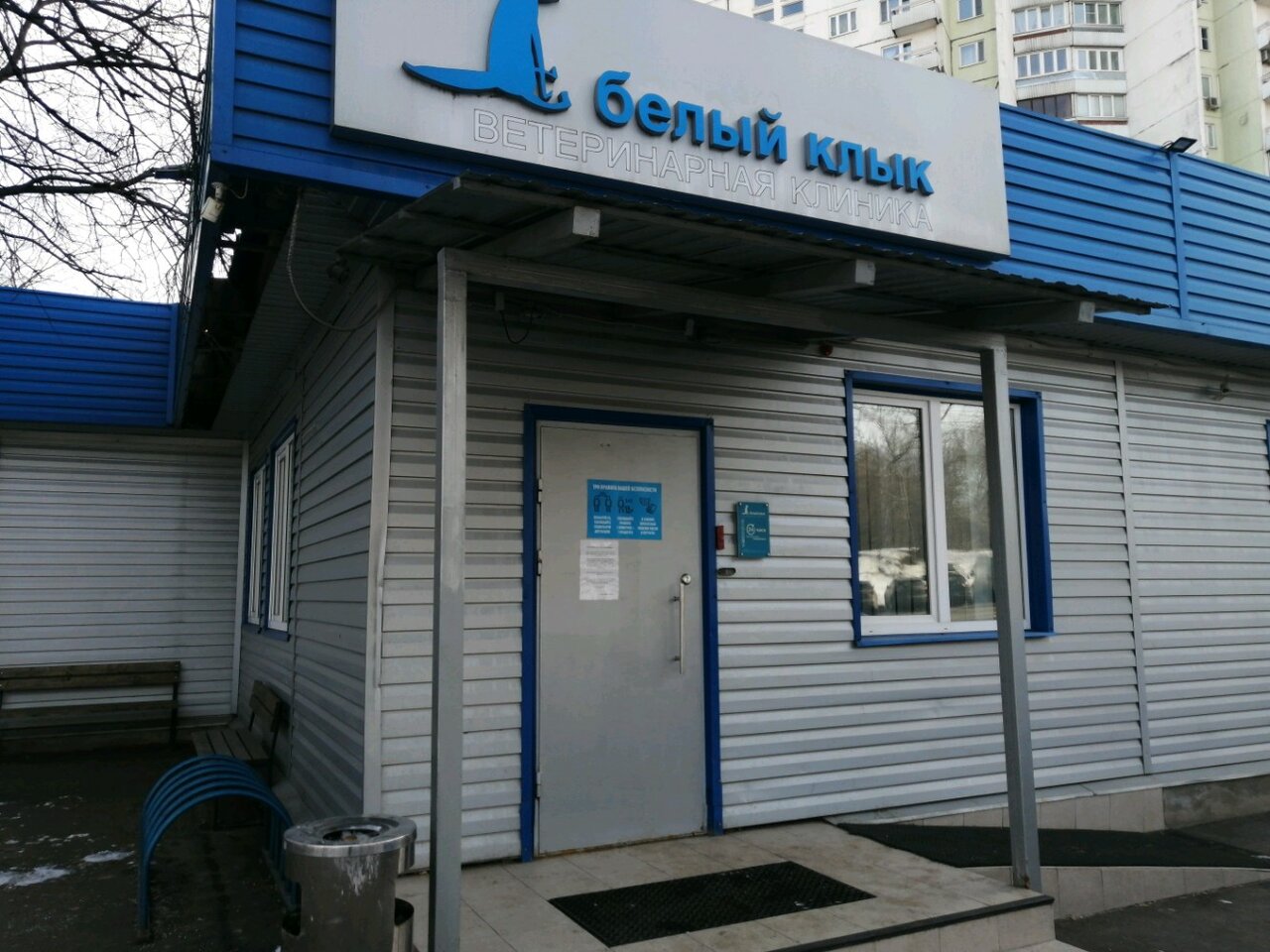Белый клык