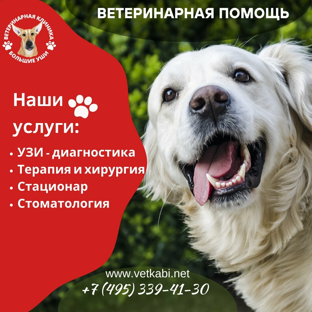 Большие уши — фото 3