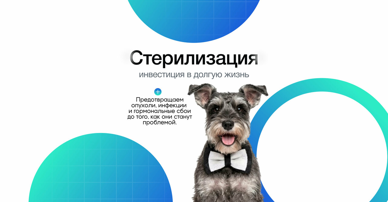 Шейн Про Вет