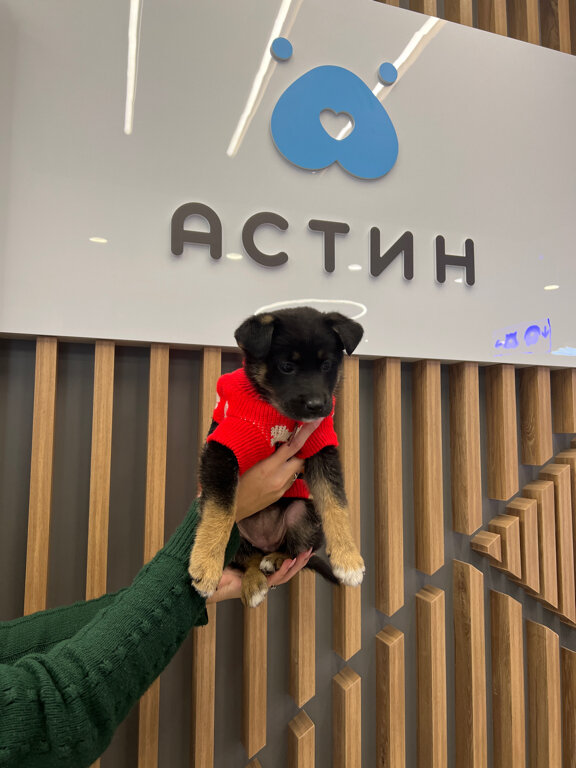 Астин