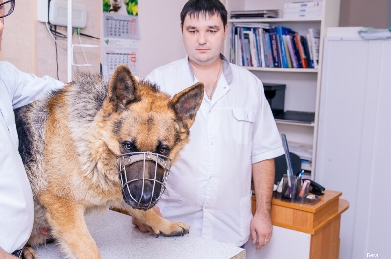 Вега — фото 2