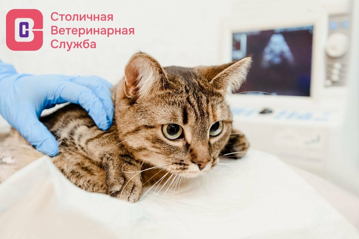 Столичная Ветеринарная Служба — фото 2