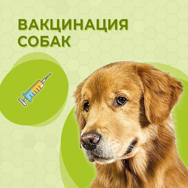 Биовет