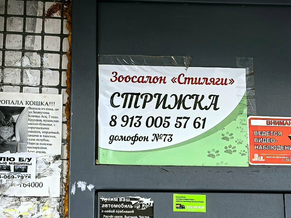 Стиляги